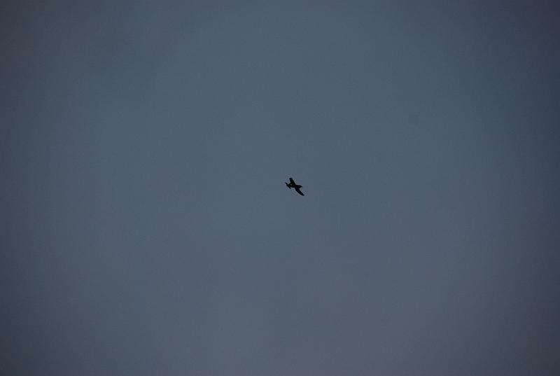DSC_0028.JPG