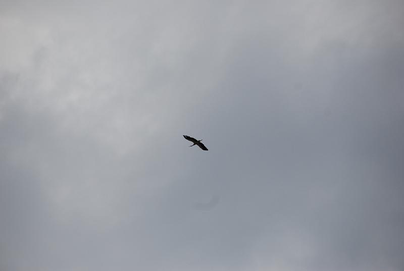 DSC_0195.JPG