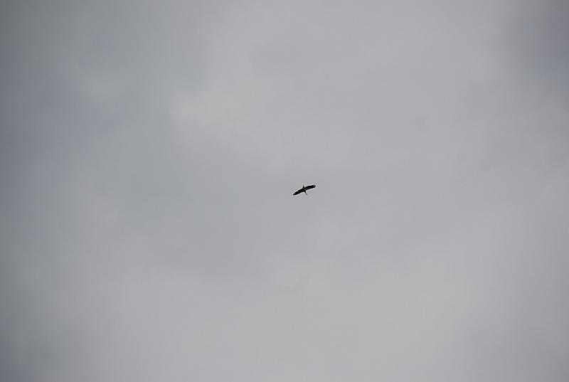 DSC_0227.JPG