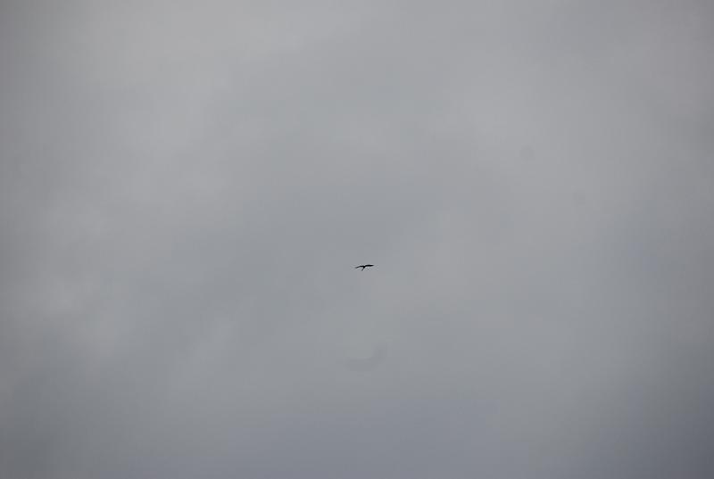 DSC_0229.JPG