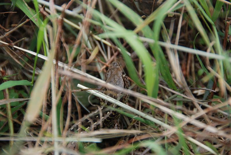 DSC_0418.JPG